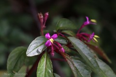 Sonerila tinnevelliensis